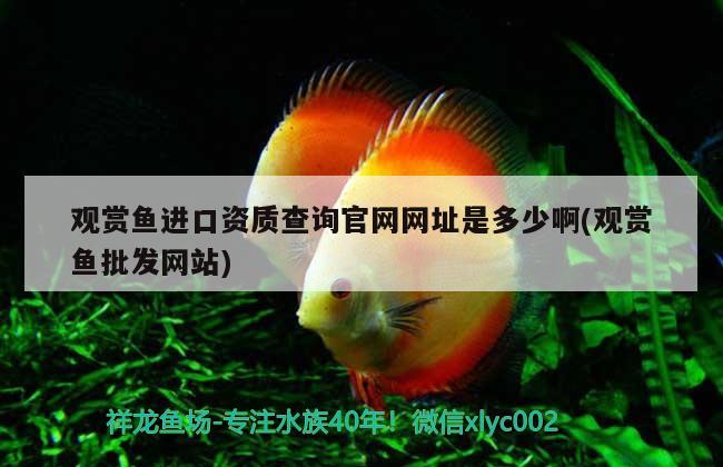 觀賞魚進口資質(zhì)查詢官網(wǎng)網(wǎng)址是多少啊(觀賞魚批發(fā)網(wǎng)站) 觀賞魚進出口