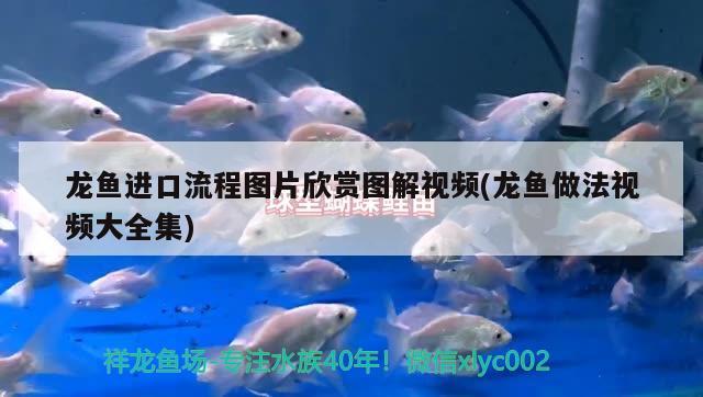 龍魚進口流程圖片欣賞圖解視頻(龍魚做法視頻大全集)