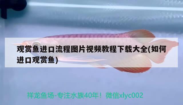 觀賞魚進口流程圖片視頻教程下載大全(如何進口觀賞魚) 觀賞魚進出口