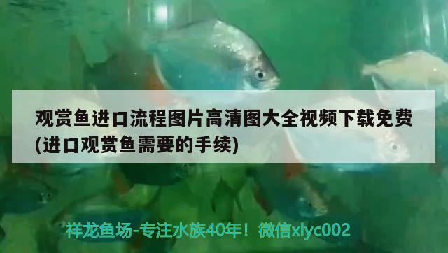 挑選紅龍魚的好壞視頻，如何挑選紅龍魚的好壞視頻 三色錦鯉魚 第3張