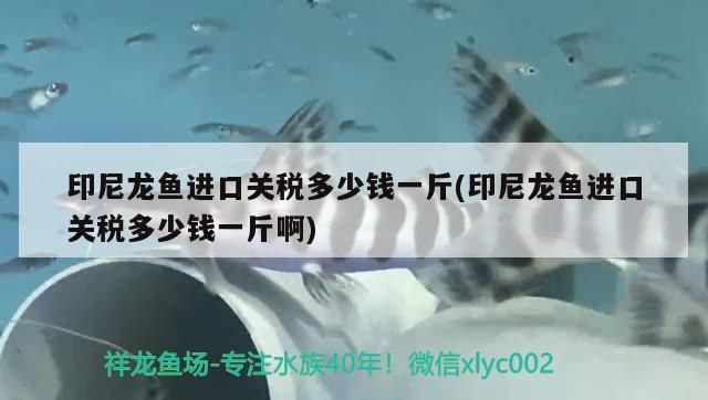 挑選紅龍魚的好壞視頻，如何挑選紅龍魚的好壞視頻 三色錦鯉魚 第2張