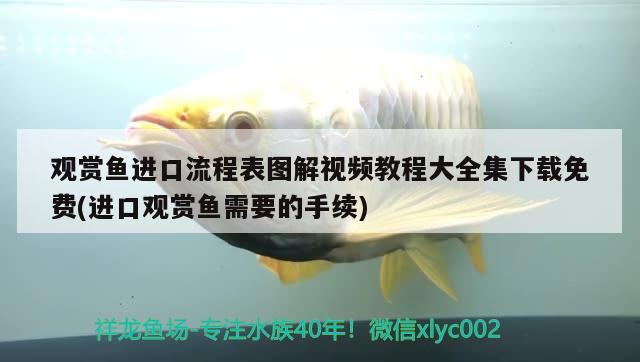 觀賞魚進(jìn)口流程表圖解視頻教程大全集下載免費(fèi)(進(jìn)口觀賞魚需要的手續(xù)) 觀賞魚進(jìn)出口 第2張