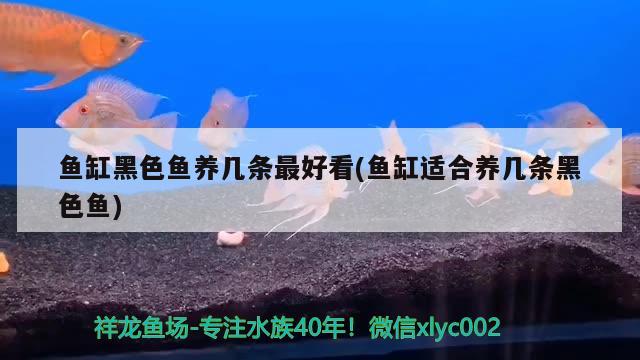 魚缸黑色魚養(yǎng)幾條最好看(魚缸適合養(yǎng)幾條黑色魚) 帝王迷宮