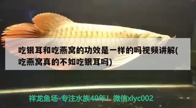 金龍魚應(yīng)該用什么顏色的燈：金龍魚用金色的燈好嗎