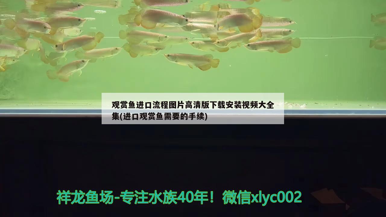 觀賞魚進口流程圖片高清版下載安裝視頻大全集(進口觀賞魚需要的手續(xù))