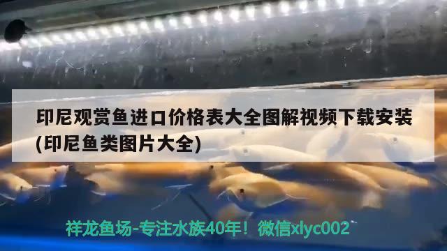 印尼觀賞魚進(jìn)口價(jià)格表大全圖解視頻下載安裝(印尼魚類圖片大全) 觀賞魚進(jìn)出口