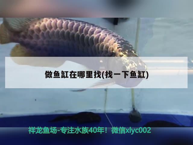 做魚缸在哪里找(找一下魚缸) 黃金達(dá)摩魚