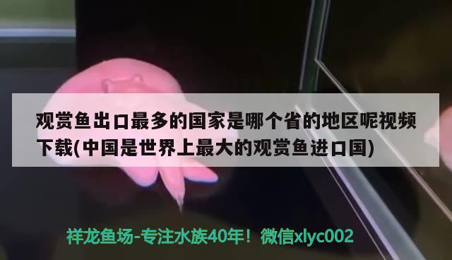 觀賞魚(yú)出口最多的國(guó)家是哪個(gè)省的地區(qū)呢視頻下載(中國(guó)是世界上最大的觀賞魚(yú)進(jìn)口國(guó)) 觀賞魚(yú)進(jìn)出口