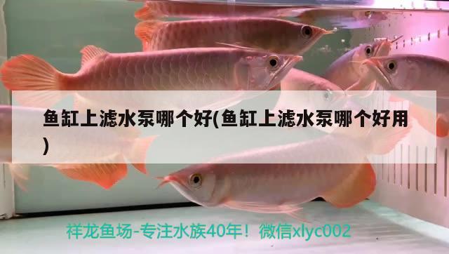 魚缸上濾水泵哪個好(魚缸上濾水泵哪個好用) 肥料