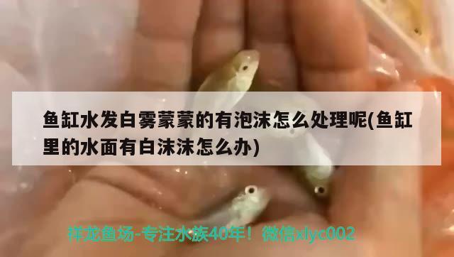 魚缸水發(fā)白霧蒙蒙的有泡沫怎么處理呢(魚缸里的水面有白沫沫怎么辦) 魚缸清潔用具