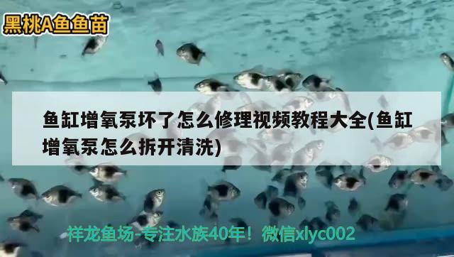 魚缸增氧泵壞了怎么修理視頻教程大全(魚缸增氧泵怎么拆開清洗) 定時(shí)器/自控系統(tǒng)