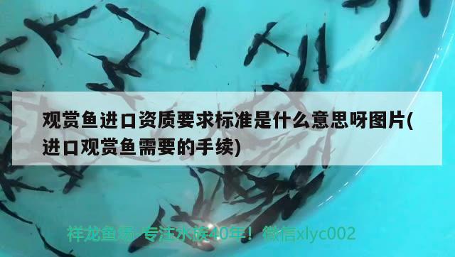 金魚缸的水發(fā)綠怎么辦視頻教程：金魚缸水變綠怎么處理