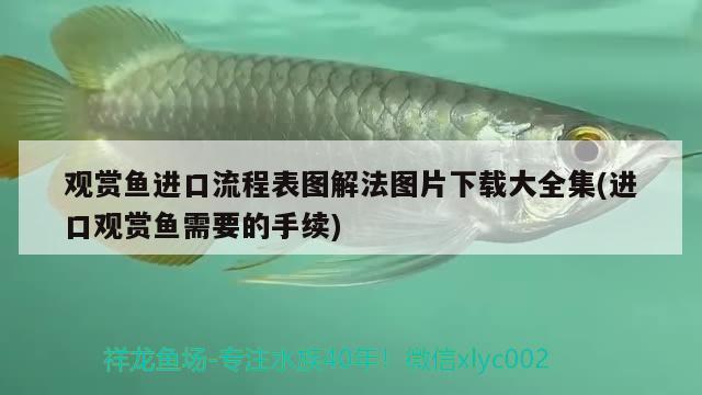 觀賞魚進口流程表圖解法圖片下載大全集(進口觀賞魚需要的手續(xù)) 觀賞魚進出口