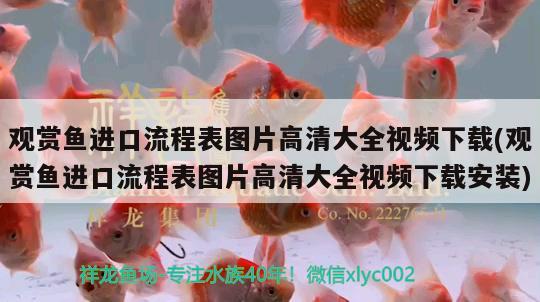 觀賞魚進口流程表圖片高清大全視頻下載(觀賞魚進口流程表圖片高清大全視頻下載安裝) 觀賞魚進出口