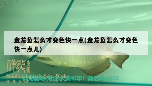 金龍魚怎么才變色快一點(金龍魚怎么才變色快一點兒)