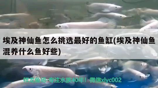 埃及神仙魚(yú)怎么挑選最好的魚(yú)缸(埃及神仙魚(yú)混養(yǎng)什么魚(yú)好些) 埃及神仙魚(yú)