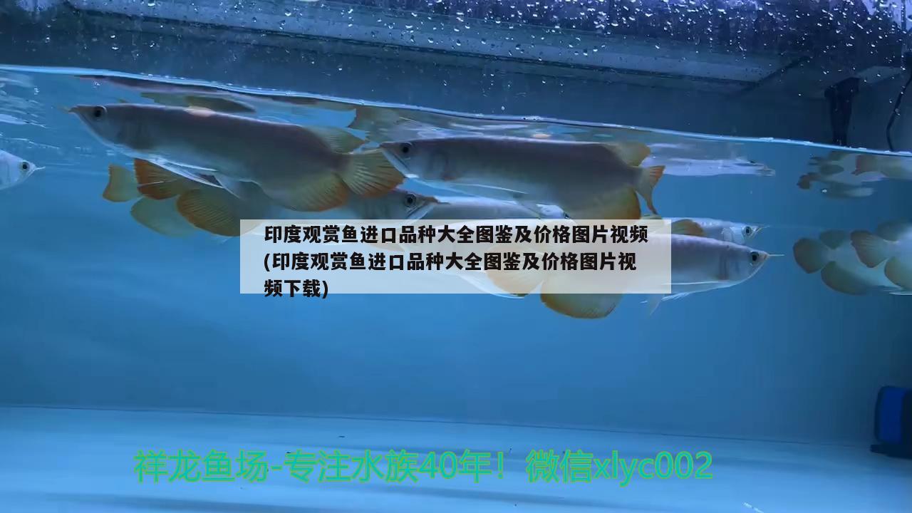 印尼觀賞魚進口品種排名榜最新報價(印尼觀賞魚進口品種排名榜最新報價及圖片) 觀賞魚進出口