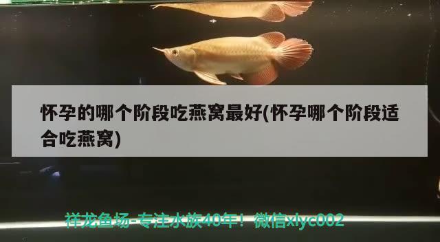 懷孕的哪個(gè)階段吃燕窩最好(懷孕哪個(gè)階段適合吃燕窩) 馬來西亞燕窩