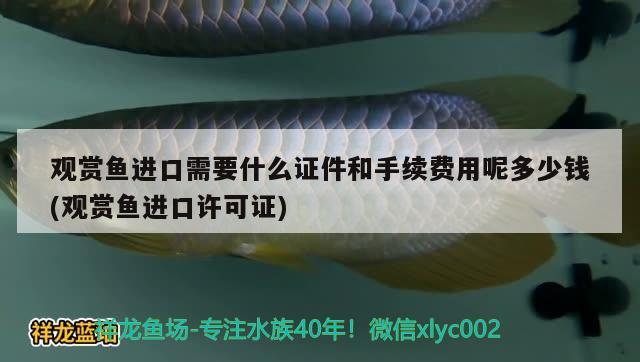 觀賞魚進口需要什么證件和手續(xù)費用呢多少錢(觀賞魚進口許可證)