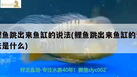 鯉魚(yú)跳出來(lái)魚(yú)缸的說(shuō)法(鯉魚(yú)跳出來(lái)魚(yú)缸的說(shuō)法是什么) 進(jìn)口元寶鳳凰魚(yú)