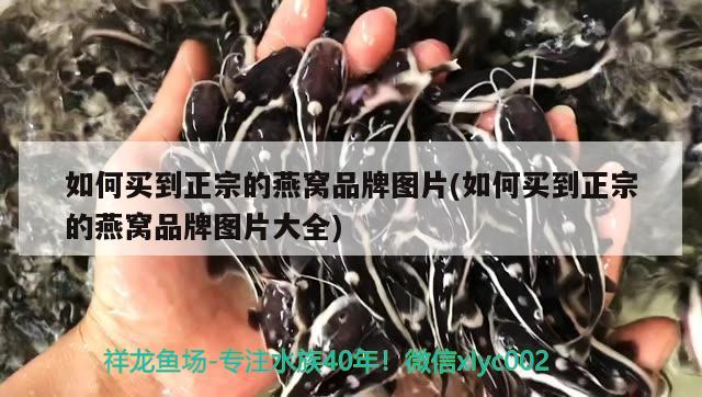 如何買到正宗的燕窩品牌圖片(如何買到正宗的燕窩品牌圖片大全) 馬來(lái)西亞燕窩