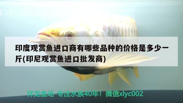 印度觀賞魚進口商有哪些品種的價格是多少一斤(印尼觀賞魚進口批發(fā)商) 觀賞魚進出口