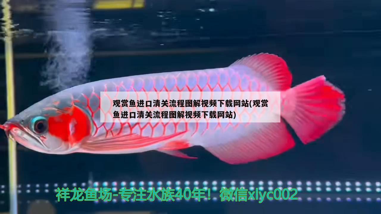 觀賞魚進(jìn)口清關(guān)流程圖解視頻下載網(wǎng)站(觀賞魚進(jìn)口清關(guān)流程圖解視頻下載網(wǎng)站)