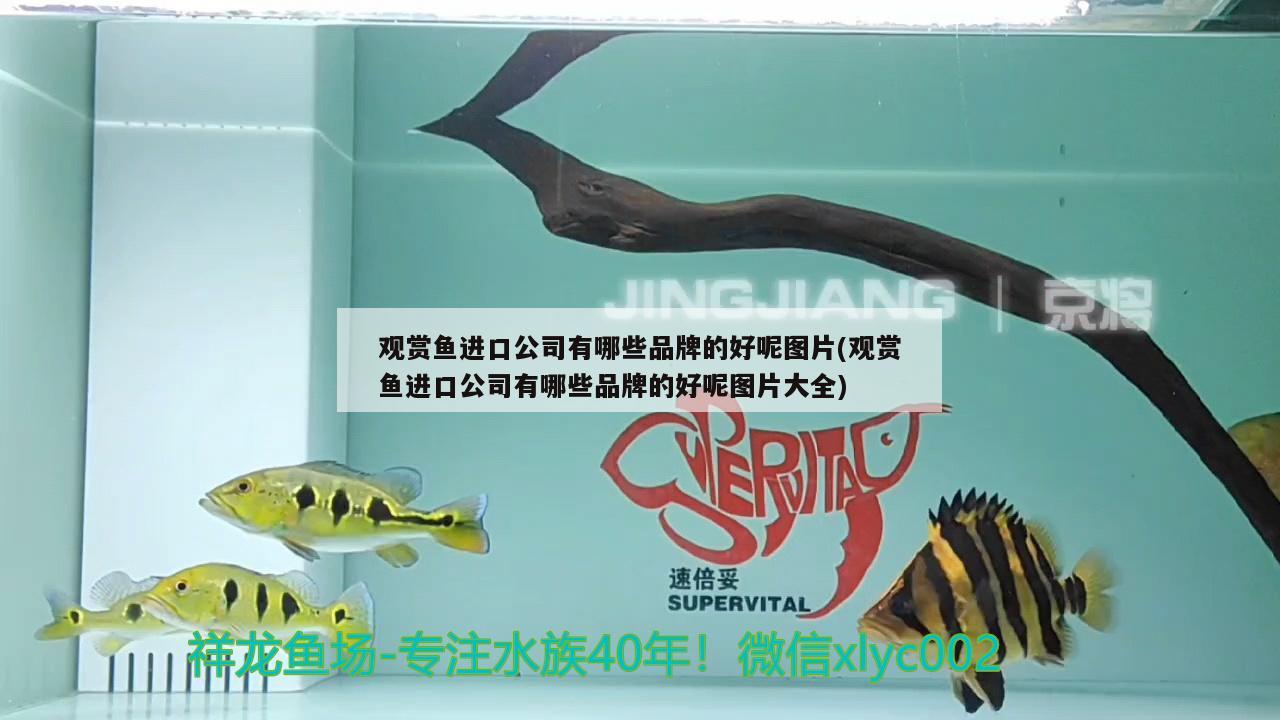 觀賞魚進口公司有哪些品牌的好呢圖片(觀賞魚進口公司有哪些品牌的好呢圖片大全) 觀賞魚進出口