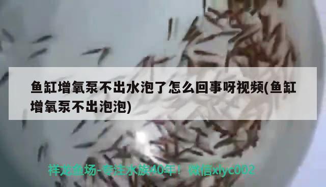 魚缸增氧泵不出水泡了怎么回事呀視頻(魚缸增氧泵不出泡泡)