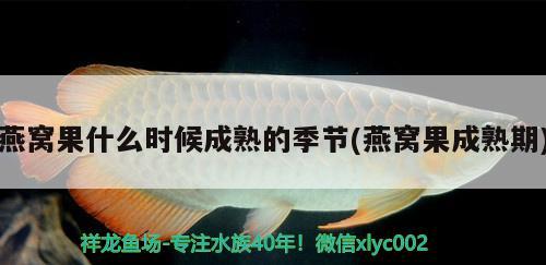 魚缸有青苔養(yǎng)什么魚可以去除呢：魚缸長青苔養(yǎng)什么魚清理好 養(yǎng)魚的好處 第2張