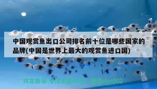 中國觀賞魚出口公司排名前十位是哪些國家的品牌(中國是世界上最大的觀賞魚進(jìn)口國) 觀賞魚進(jìn)出口