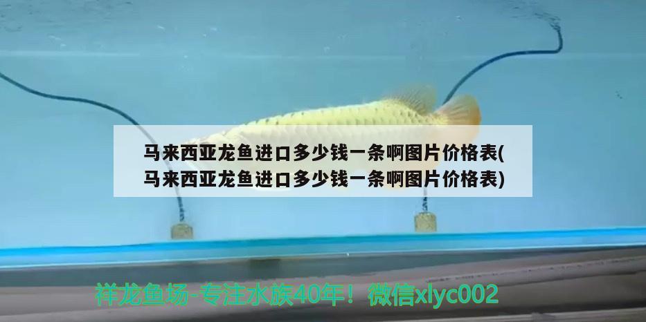 馬來西亞龍魚進口多少錢一條啊圖片價格表(馬來西亞龍魚進口多少錢一條啊圖片價格表)