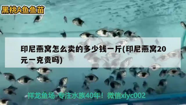 印尼燕窩怎么賣的多少錢一斤(印尼燕窩20元一克貴嗎) 馬來西亞燕窩