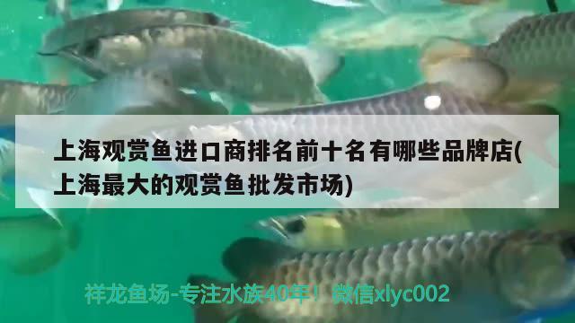 什么魚不加溫 不打 氧氣 適合家養(yǎng)又漂，自來水就可以養(yǎng)的魚 觀賞魚 第1張