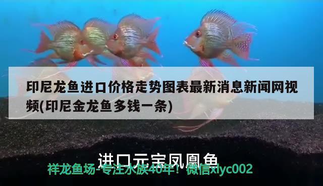 印尼龍魚進口價格走勢圖表最新消息新聞網(wǎng)視頻(印尼金龍魚多錢一條)