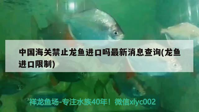 中國海關(guān)禁止龍魚進(jìn)口嗎最新消息查詢(龍魚進(jìn)口限制) 觀賞魚進(jìn)出口