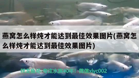 燕窩怎么樣燉才能達到最佳效果圖片(燕窩怎么樣燉才能達到最佳效果圖片) 馬來西亞燕窩