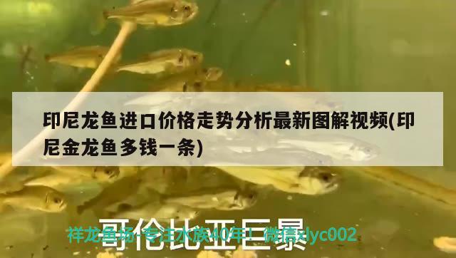 二手彩蝶魚缸值得買么嗎：二手彩蝶魚缸得多少錢 養(yǎng)魚的好處 第2張