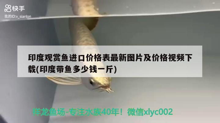 印度觀賞魚進口價格表最新圖片及價格視頻下載(印度帶魚多少錢一斤) 觀賞魚進出口