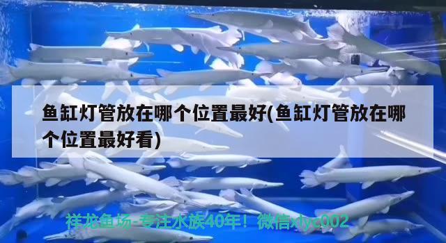 魚缸燈管放在哪個(gè)位置最好(魚缸燈管放在哪個(gè)位置最好看) 金老虎魚