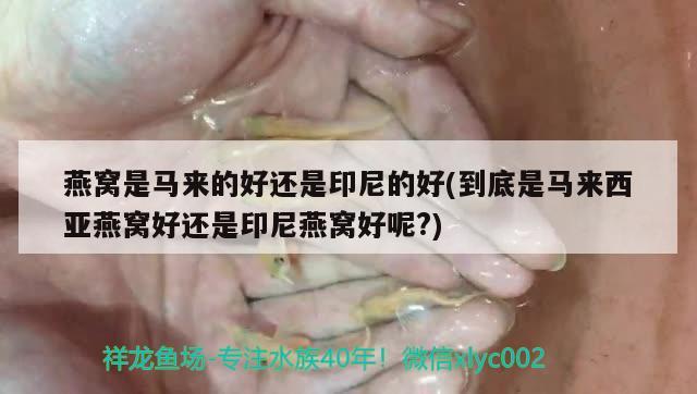 真小8公分 觀賞魚論壇 第2張