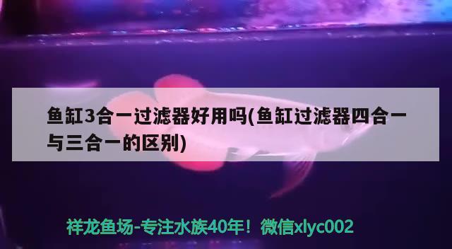 小虎魚容易出雜是因?yàn)殚L(zhǎng)得太快了么？ 虎魚百科 第1張