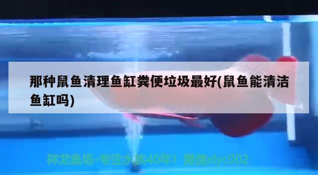 那種鼠魚清理魚缸糞便垃圾最好(鼠魚能清潔魚缸嗎)