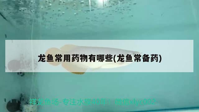 小貓和魚缸里的金魚：一場好奇與誘惑的對決貓魚缸里的金魚，小貓和魚缸里的金魚