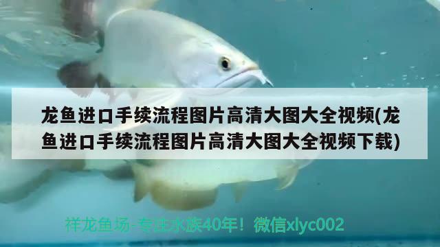 龍魚進(jìn)口手續(xù)流程圖片高清大圖大全視頻(龍魚進(jìn)口手續(xù)流程圖片高清大圖大全視頻下載)