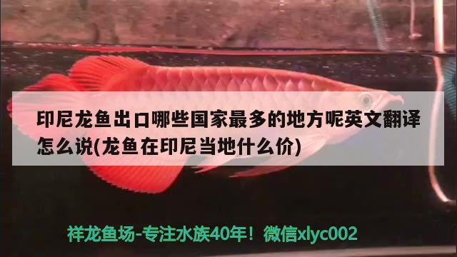 印尼龍魚出口哪些國(guó)家最多的地方呢英文翻譯怎么說(龍魚在印尼當(dāng)?shù)厥裁磧r(jià)) 觀賞魚進(jìn)出口