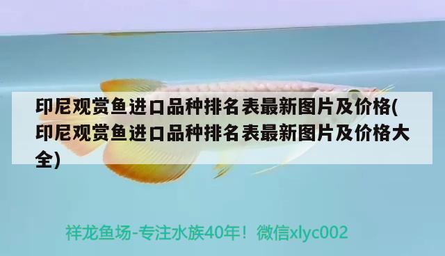 印尼觀賞魚進口品種排名表最新圖片及價格(印尼觀賞魚進口品種排名表最新圖片及價格大全) 觀賞魚進出口