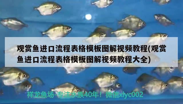 觀賞魚進口流程表格模板圖解視頻教程(觀賞魚進口流程表格模板圖解視頻教程大全) 觀賞魚進出口