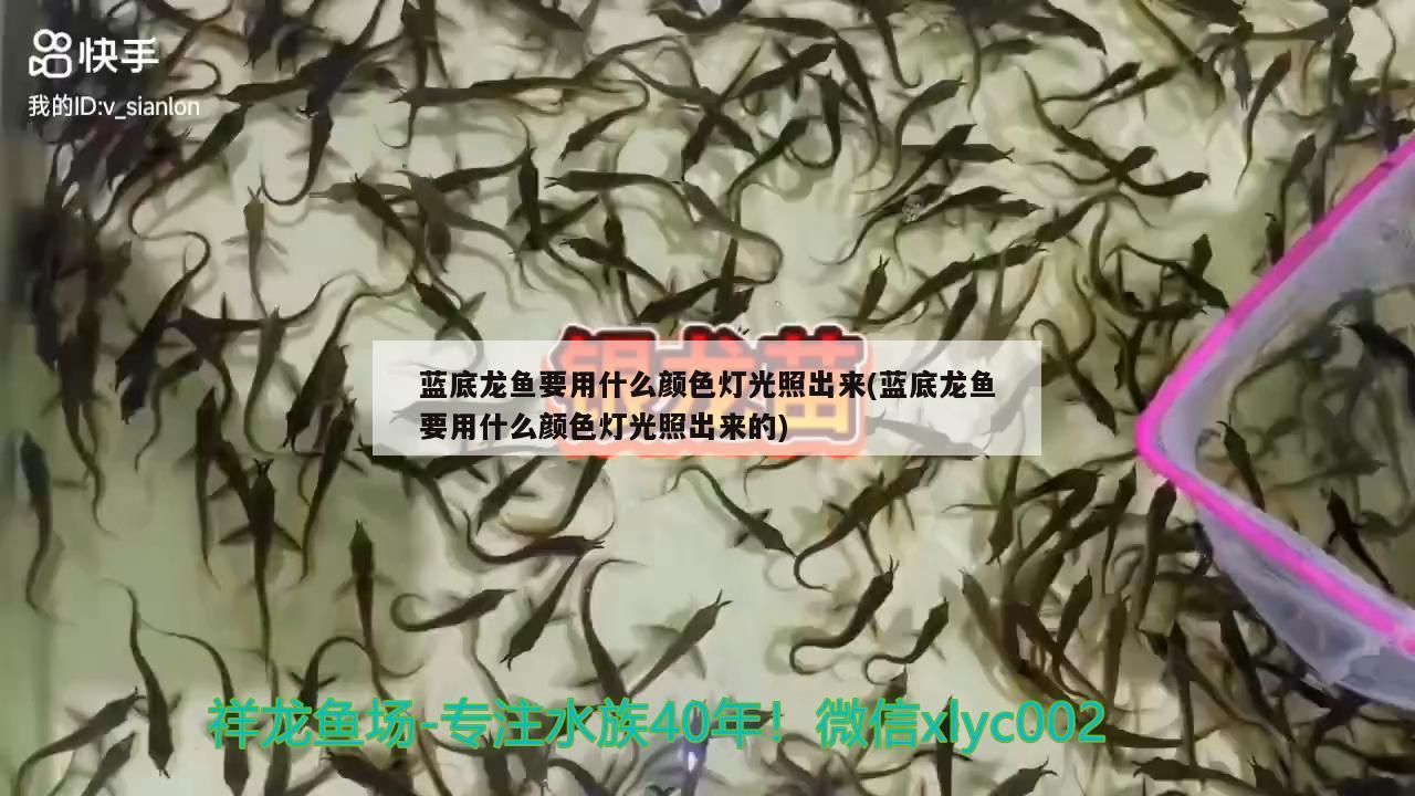 藍(lán)底龍魚要用什么顏色燈光照出來(藍(lán)底龍魚要用什么顏色燈光照出來的)