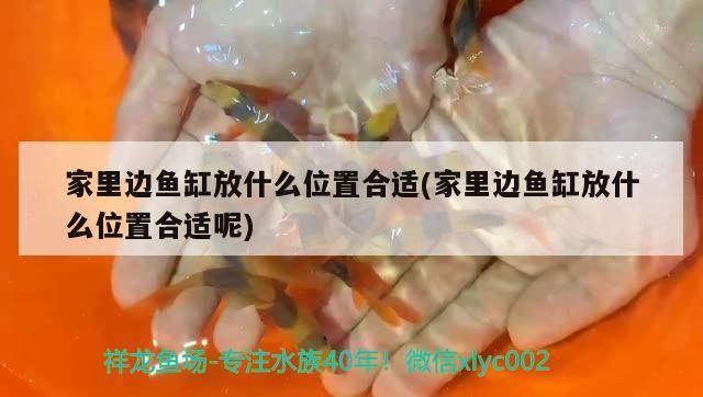 家里邊魚缸放什么位置合適(家里邊魚缸放什么位置合適呢) 藍(lán)底過背金龍魚